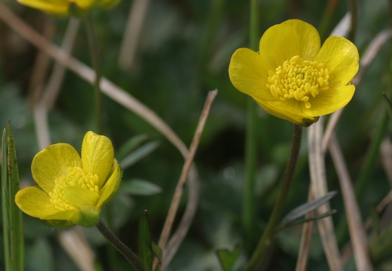 Ranunculus montanus / Ranuncolo montano